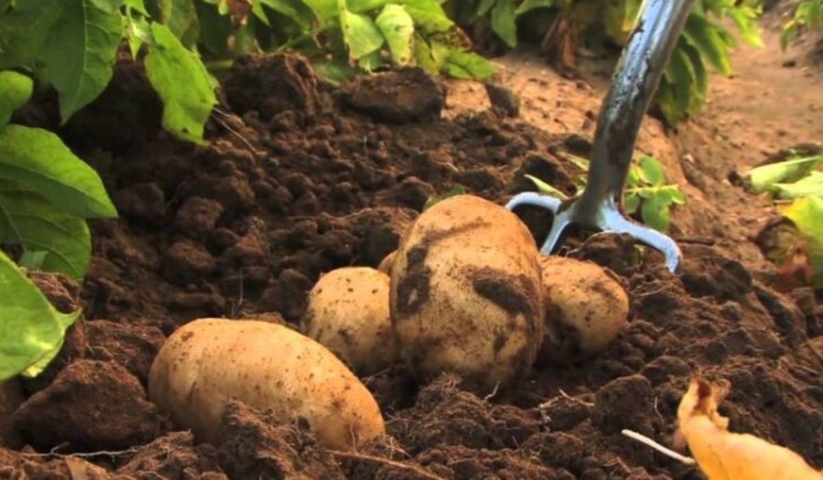 Bay Potato promo